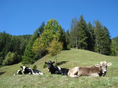 Le mucce nel prato